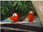 Parrots