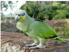 Parrot